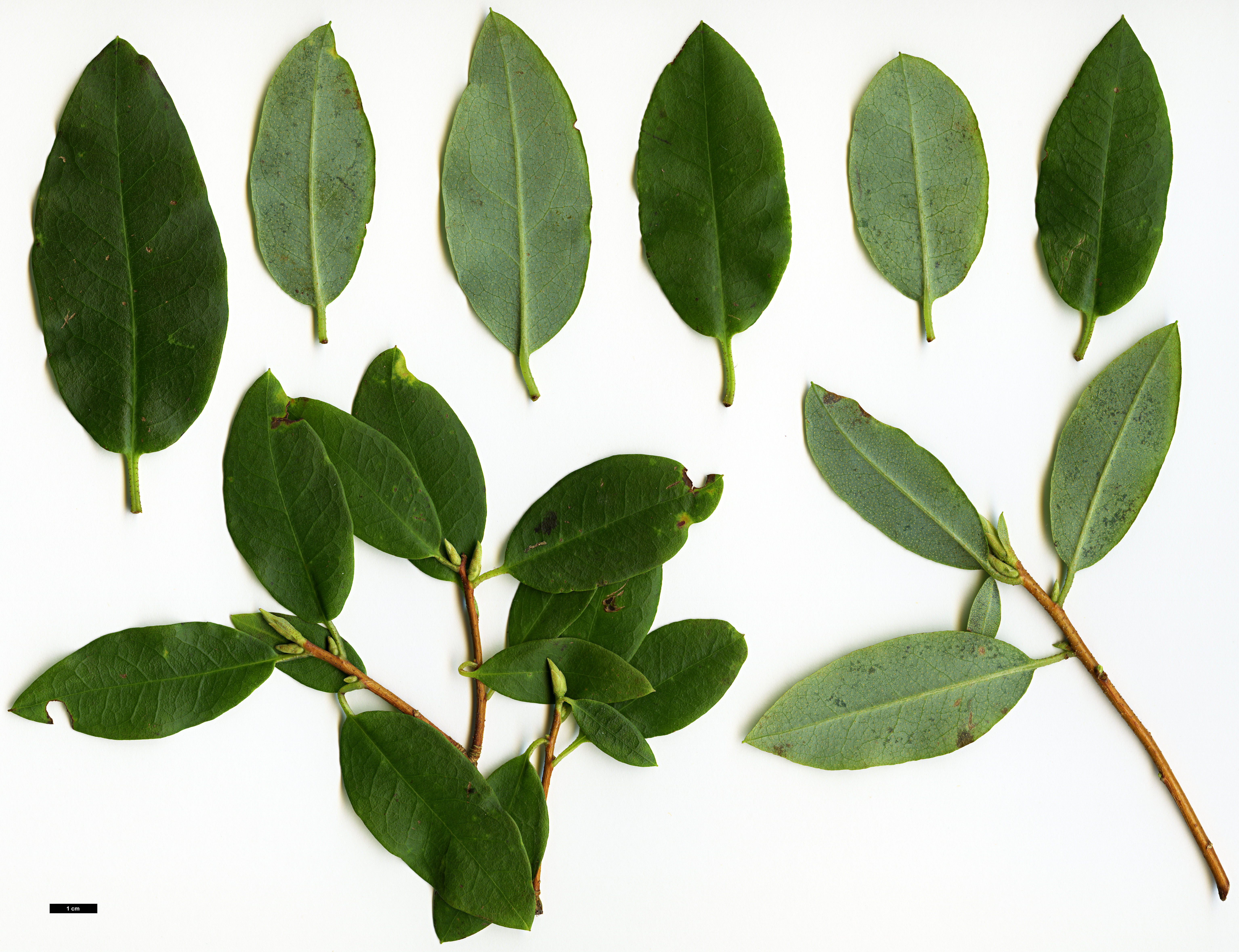 High resolution image: Family: Ericaceae - Genus: Rhododendron - Taxon: cinnabarinum - SpeciesSub: subsp. tamaense